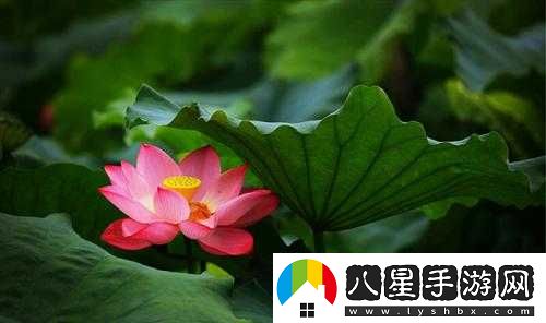 女性半夜蓮花開(kāi)放的治療方法