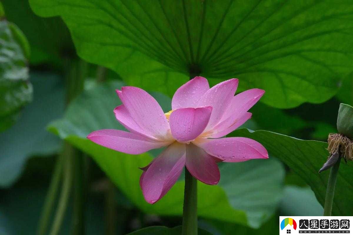 女性半夜蓮花開(kāi)什么意思