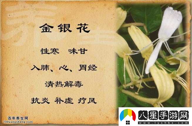 極致沉迷 TXL 金銀花所講內容是什么