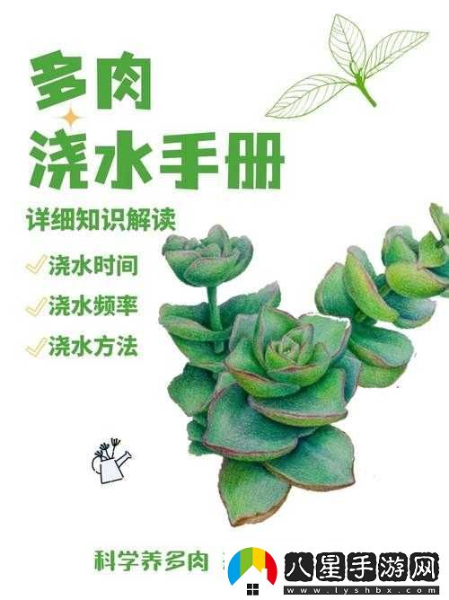皇家共享小公主多肉怎么養多肉秘籍