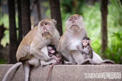 在兩個(gè)人生猴子的場(chǎng)景中，幽默與深刻的生活哲理交織，探討友情與歸屬感的真諦