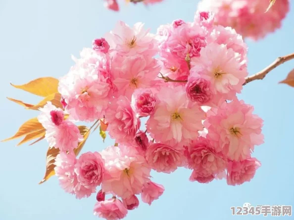 櫻花16q906a：絕美的櫻花風(fēng)情，讓人陶醉其中