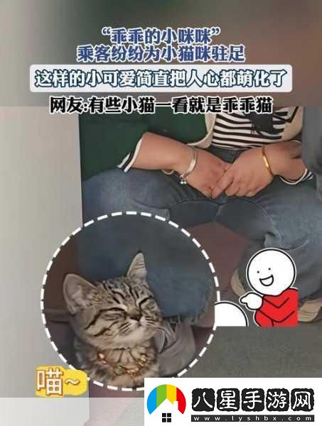 萌寵新紀元！小貓咪大城市2024年攜中文版登陸XGP
