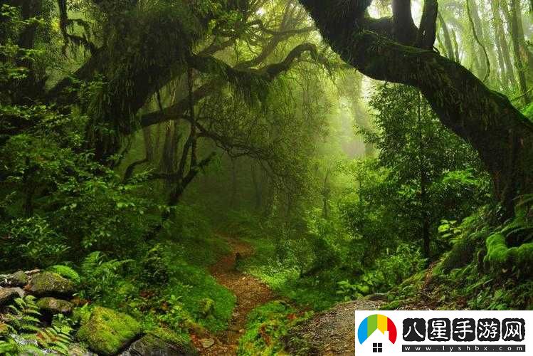 走進(jìn)你的森林，探尋神秘自然