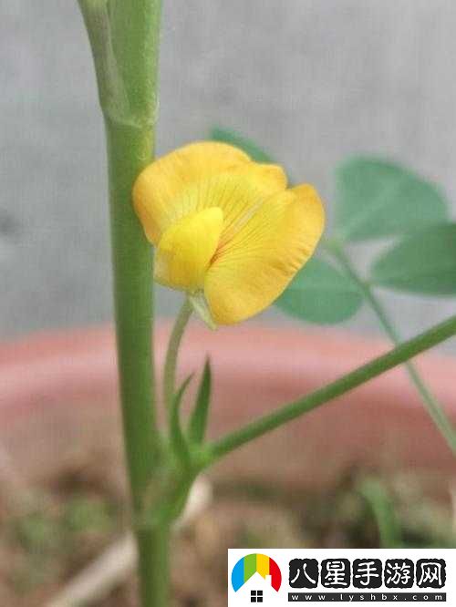 蘑菇頭頂開(kāi)花縫的奇妙景象