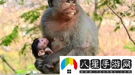 大猴子會(huì )一直抱著(zhù)小猴子