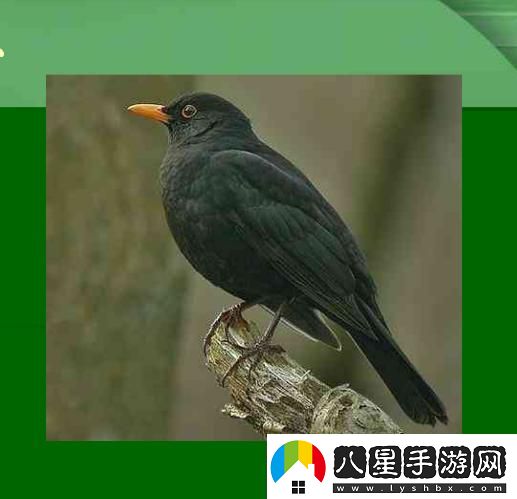“一鍵識鳥(niǎo)免費”