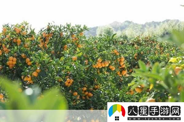 果林里的阿海小雪最經(jīng)典十首詩(shī)句