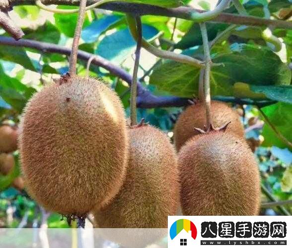 獼猴桃為什么沒(méi)成熟就要摘