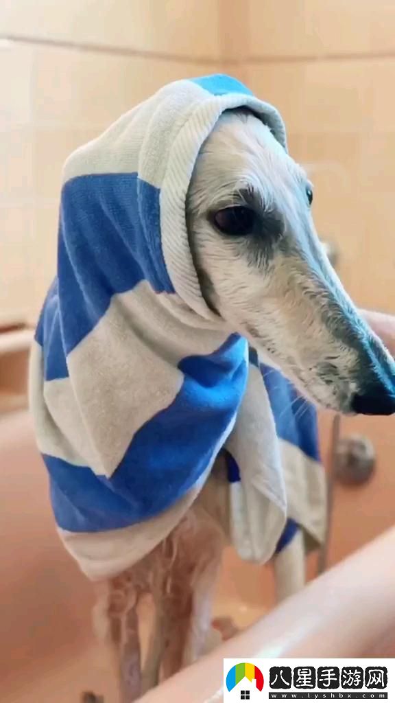 “長(cháng)嘴犬”奇談