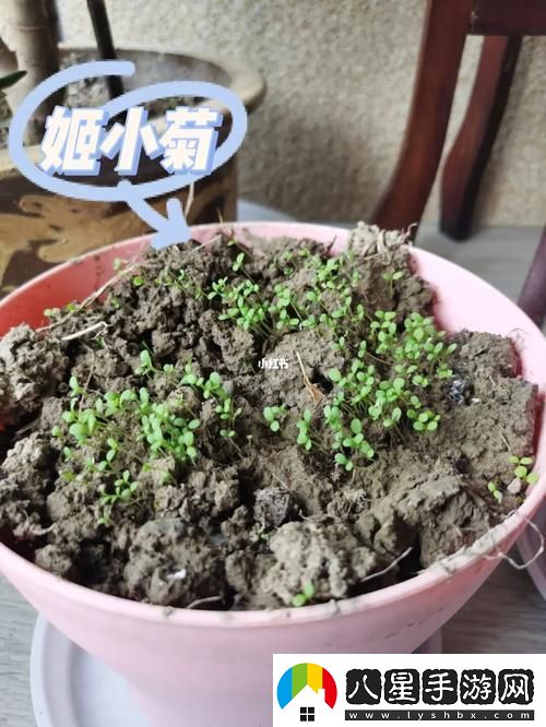 奇觀(guān)！姬小滿(mǎn)“破土而出”網(wǎng)友