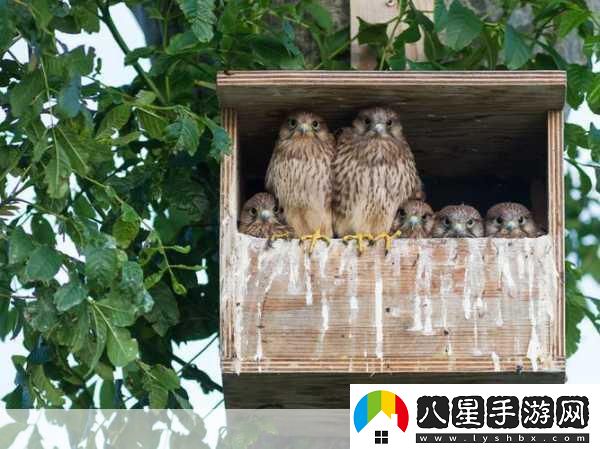MamaHawk翱翔天際化身鷹媽媽主宰藍天！