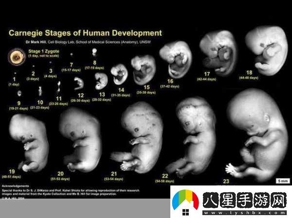 雙腿間硬硬的胎頭濕漉漉的擠出來(lái)的情況如何應對1.如何應對胎頭擠出時(shí)的緊急情況