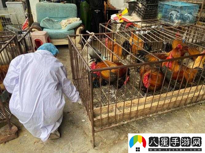 超級肉禽系統保安