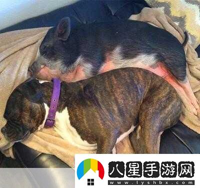 人類(lèi)與動(dòng)物的心靈交流