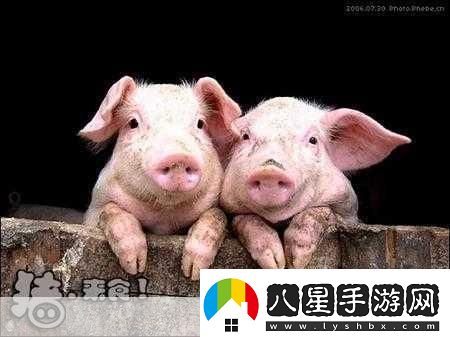 人類(lèi)與動(dòng)物的心靈交流