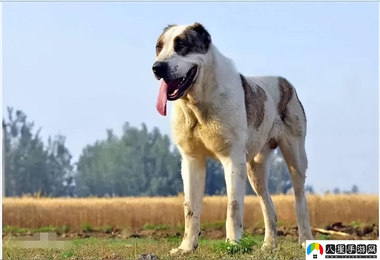 “俄羅斯犬種絕不止于‘大’！”