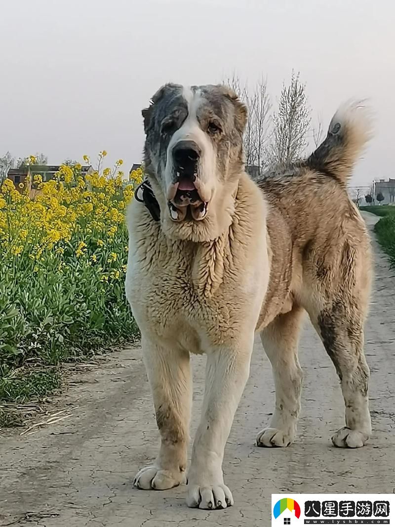 “俄羅斯犬種絕不止于‘大’！”