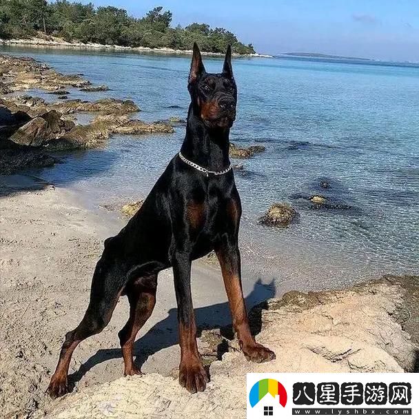 “俄羅斯犬種絕不止于‘大’！”