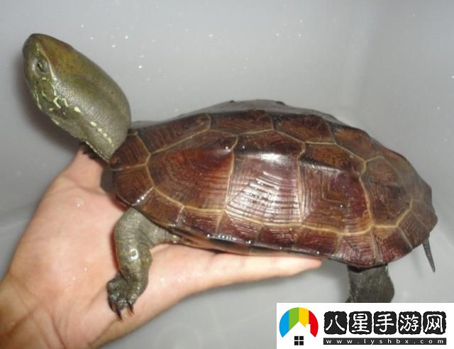 男子大頭龜奇觀(guān)