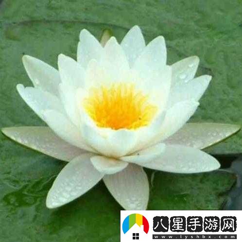 兩瓣紅蓮今夜開(kāi)一池碧水盼君浴