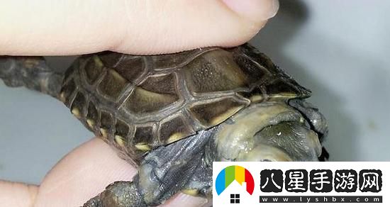 “白圈驚現雄**！全網(wǎng)瘋傳奇觀(guān)