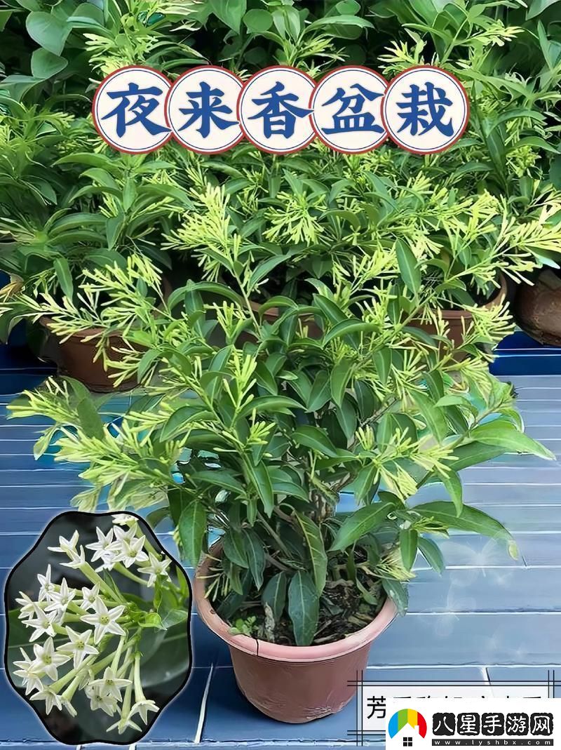 “夜來(lái)香”的秘密