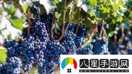 送去新疆數葡萄干是什么梗絡(luò )用語(yǔ)