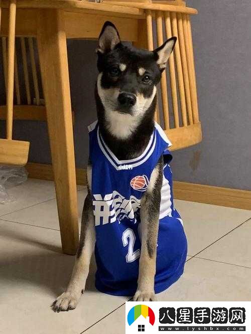 籃球隊專(zhuān)用犬阿翔