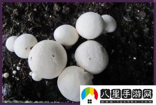 “巨灰菇”神秘現世掀起科技圈怪誕狂潮