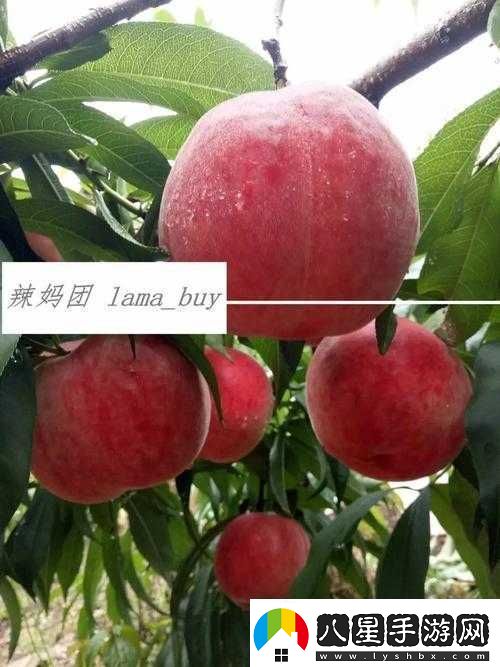 無(wú)人一區二區區別紅桃內幕揭秘