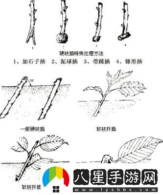 歐式72種插花詭計