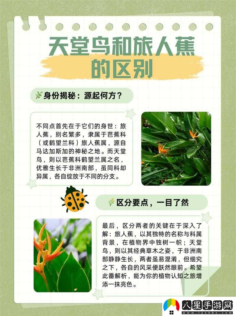 旅人蕉天堂鳥(niǎo)的區別視頻