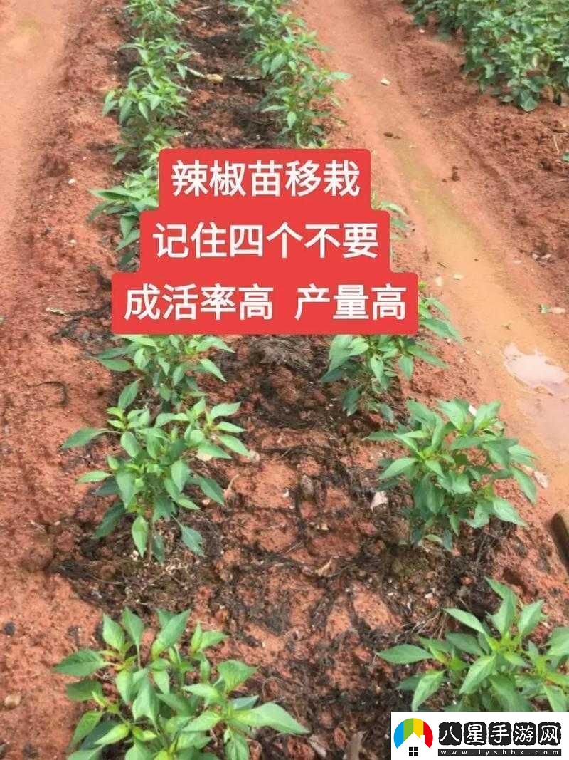 解密義軍超市門(mén)
