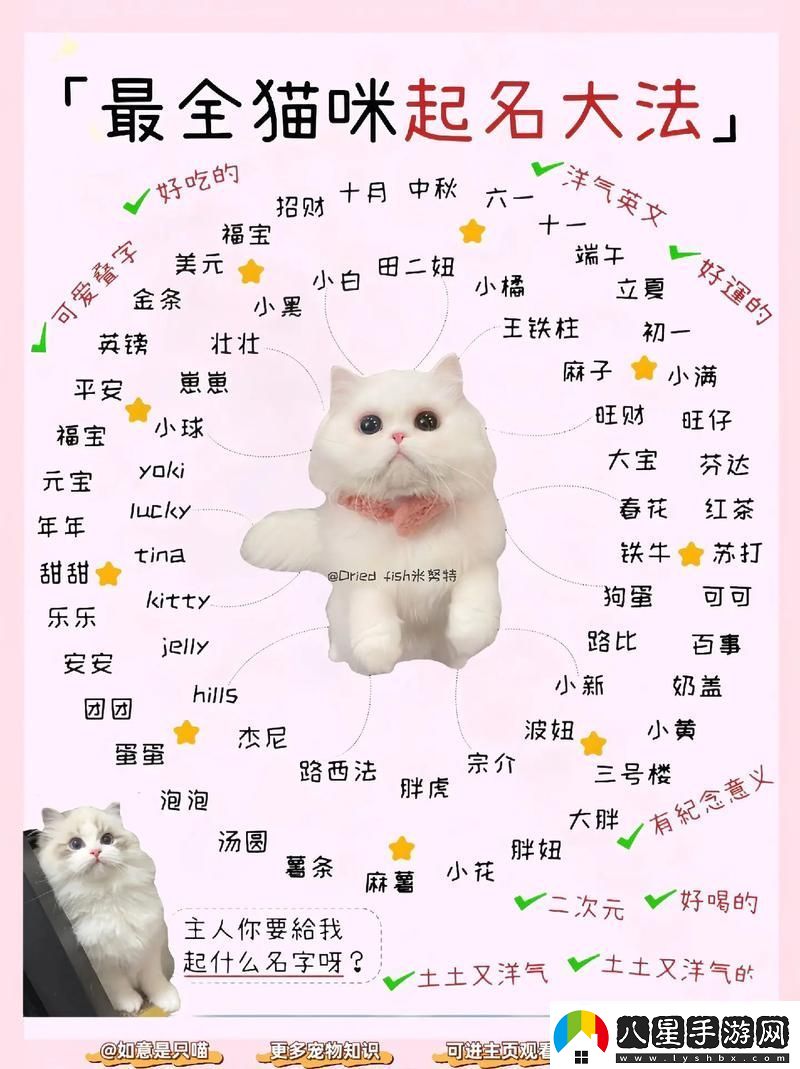 探索貓咪的樂(lè )園——喵咪最新地域名推薦青松資訊