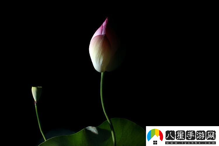 “夜蓮潮開(kāi)時(shí)髦翻涌：科技圈的新詭辯”