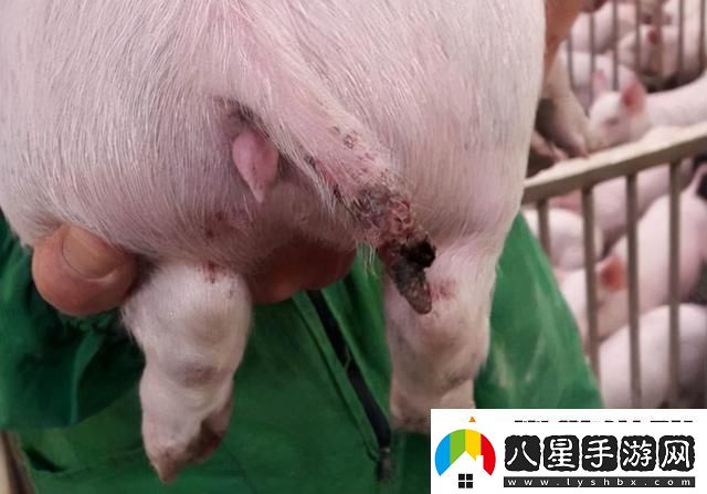 人豬又細又長(cháng)像鉆頭一樣圖片