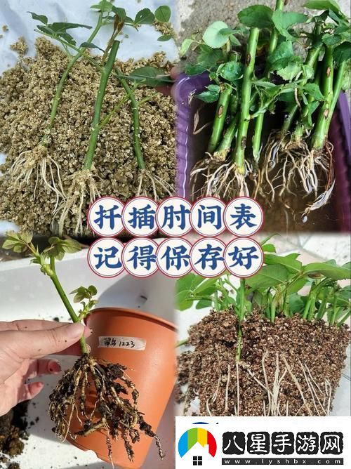 探索“在床上的72種扦插方法”的多樣技巧與創(chuàng  )意