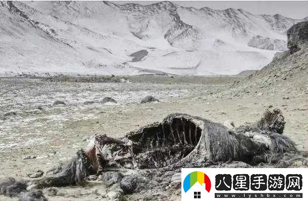 可可西里無(wú)人區編碼