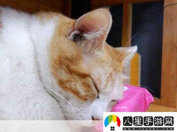 貓咪當店長(cháng)萌翻你的經(jīng)營(yíng)夢(mèng)