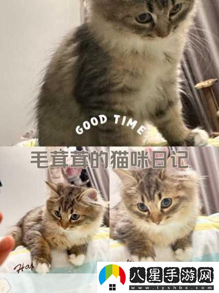 萌寵養成新體驗