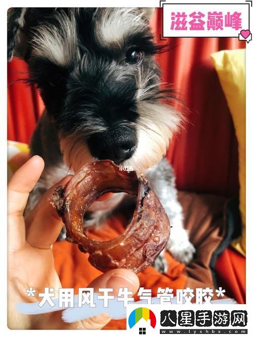 后美國人與動(dòng)物膠配方大全圖片