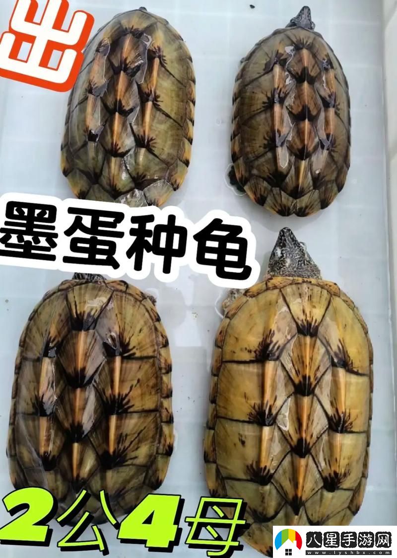 當公翁大龜挺進(jìn)我的小世界