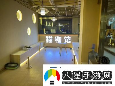 貓咪與湯宮貓體驗館奉旨擼貓主題店正式上線(xiàn)