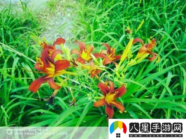 忘憂(yōu)草1688站