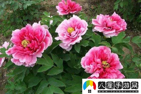 老中醫春風(fēng)得意