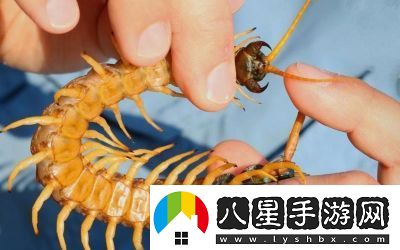 智慧再現！沙漠蜈蚣的必勝打法
