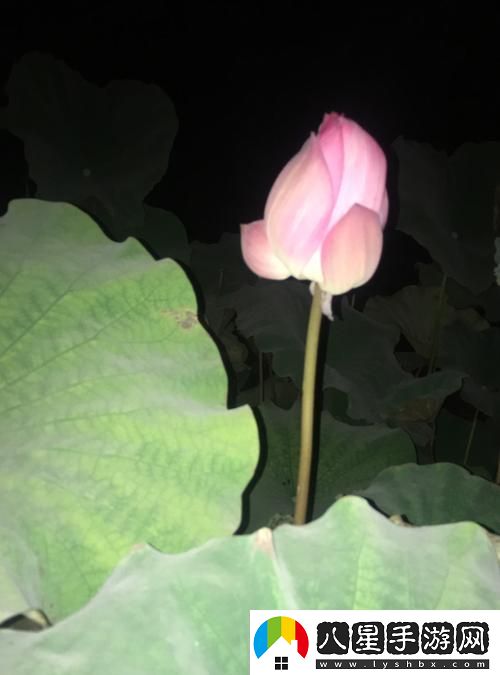 “夜蓮綻Fun