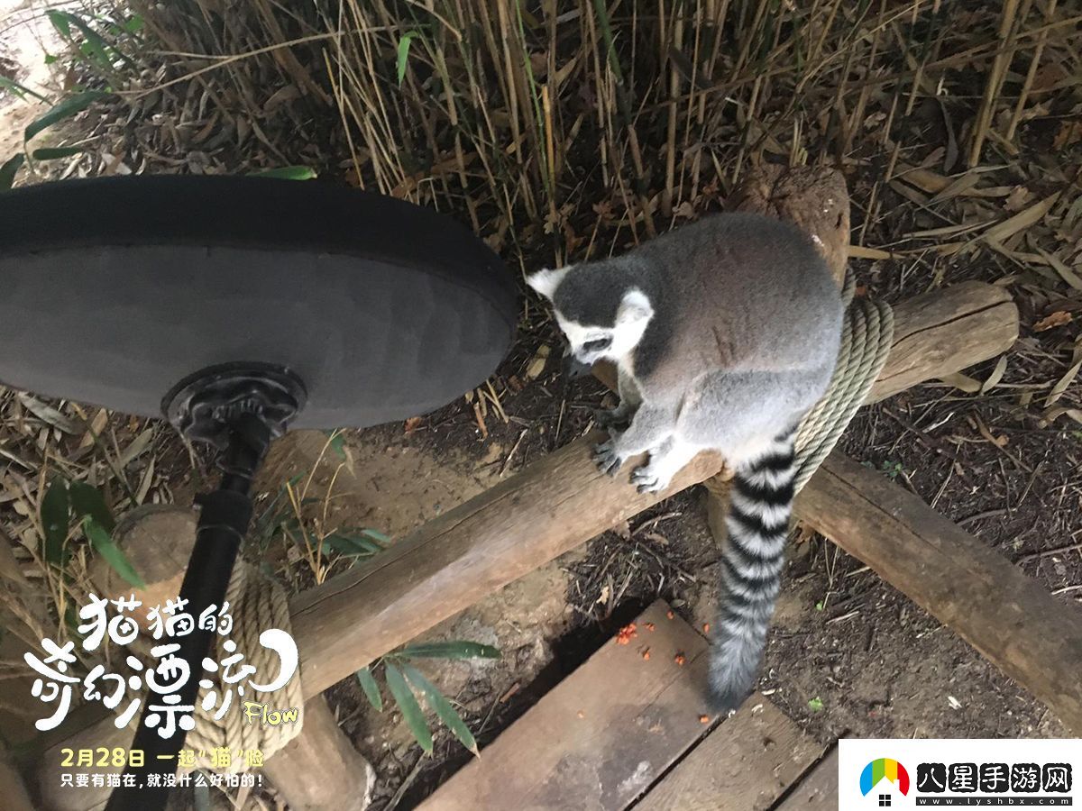 動(dòng)畫(huà)電影貓貓的奇幻漂流發(fā)布“再靠近一點(diǎn)點(diǎn)”幕后特輯