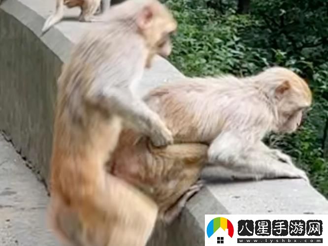 兩個(gè)人生猴子全程無(wú)被子免費不花錢(qián)